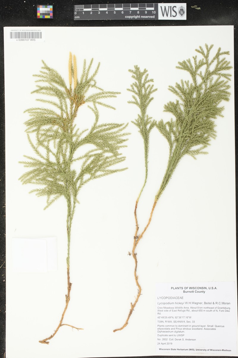 Pennsylvania Clubmoss photo 5