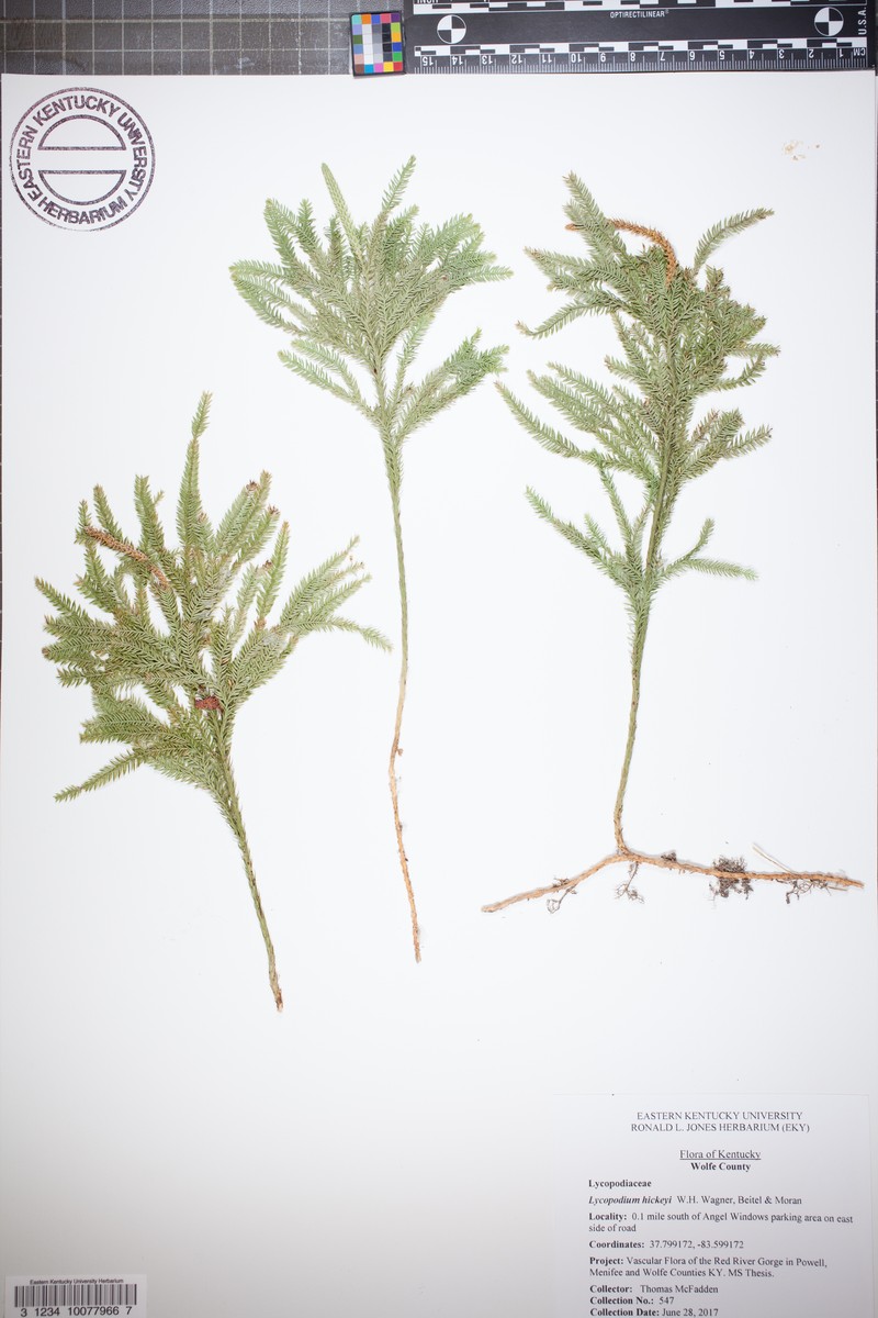 Pennsylvania Clubmoss photo 8