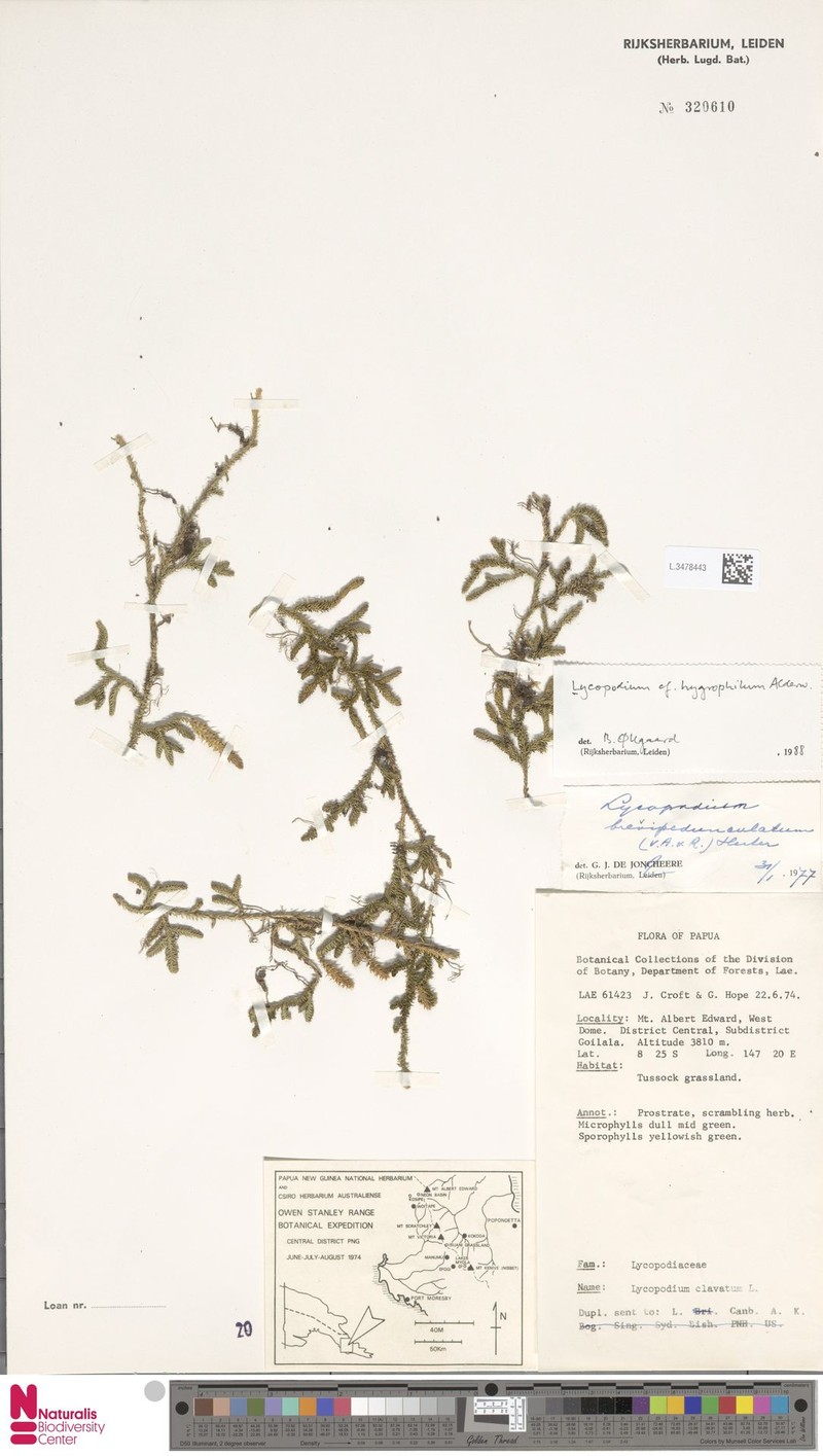 Lycopodium hygrophilum photo 2