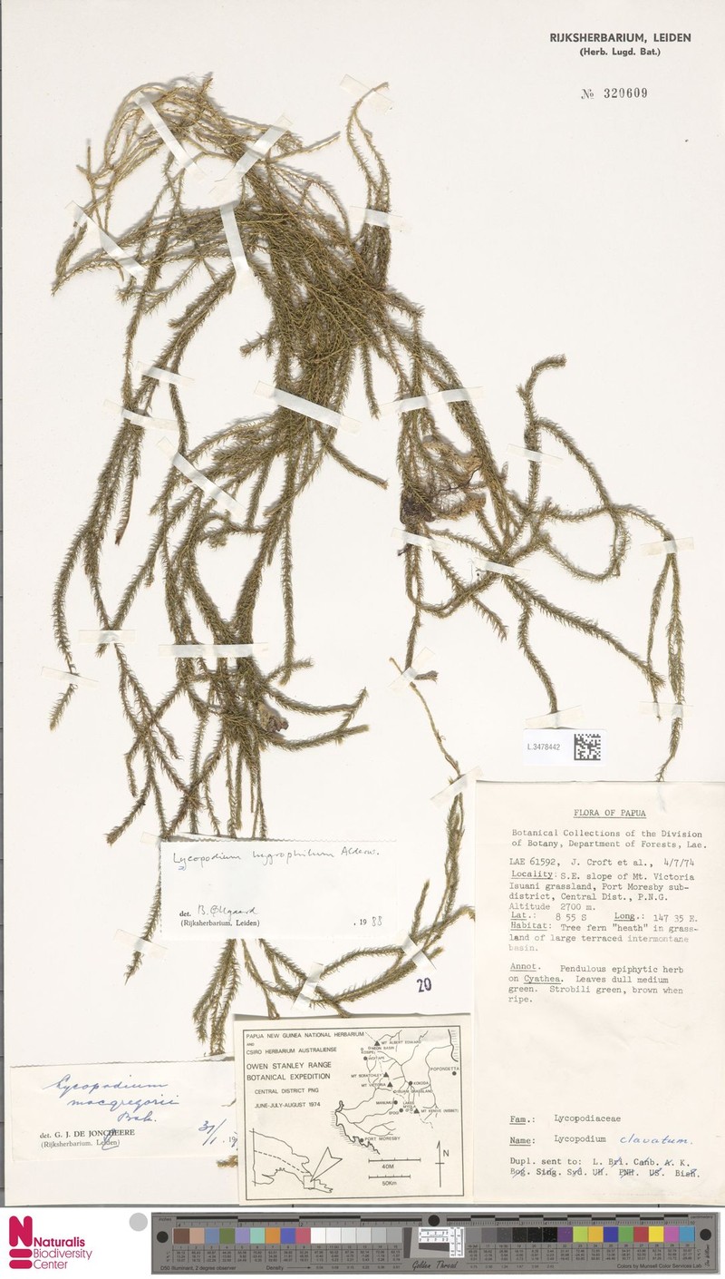 Lycopodium hygrophilum photo 3