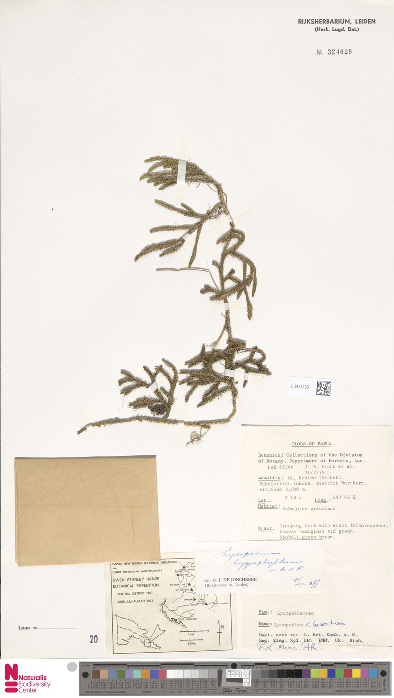 Lycopodium hygrophilum photo 4
