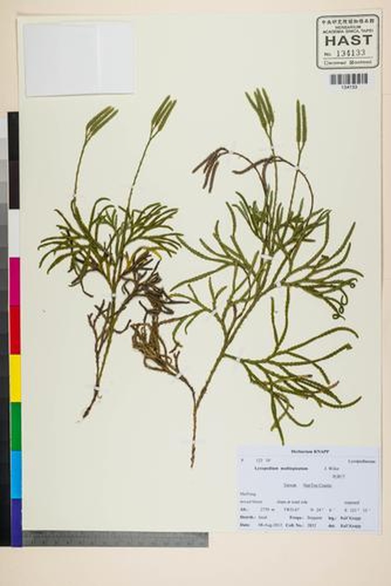 Lycopodium juniperoideum photo 2