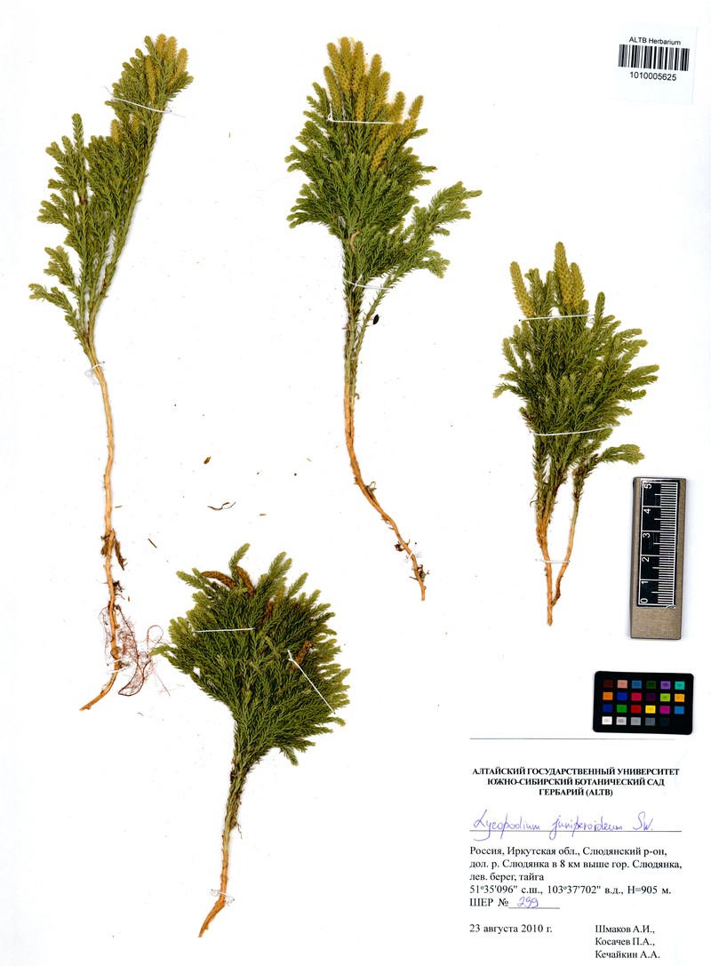 Lycopodium juniperoideum photo 3