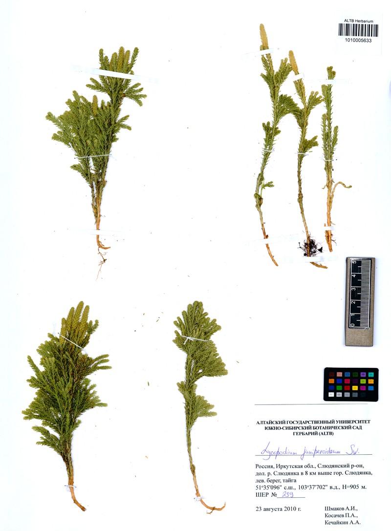 Lycopodium juniperoideum photo 4