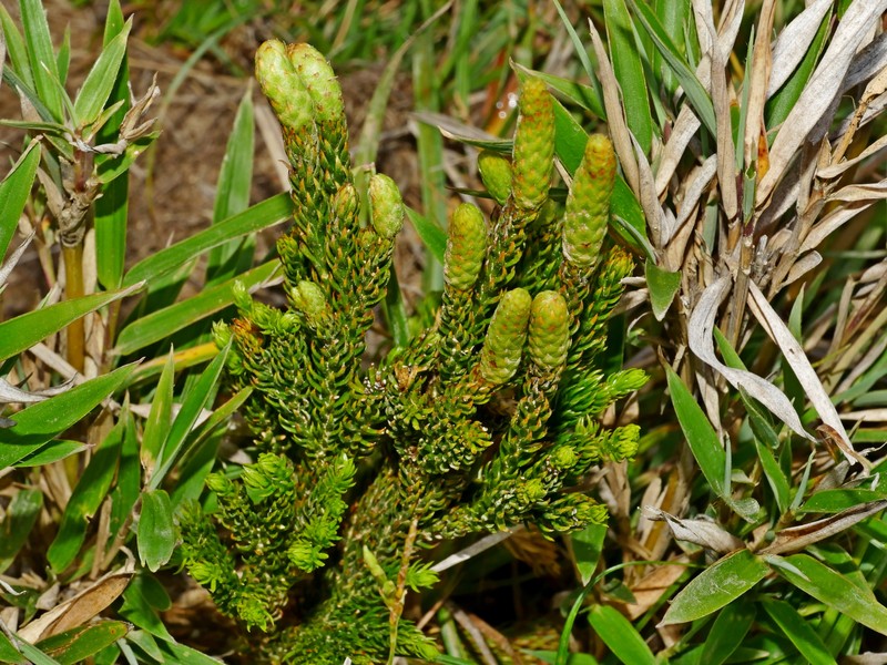 Lycopodium juniperoideum