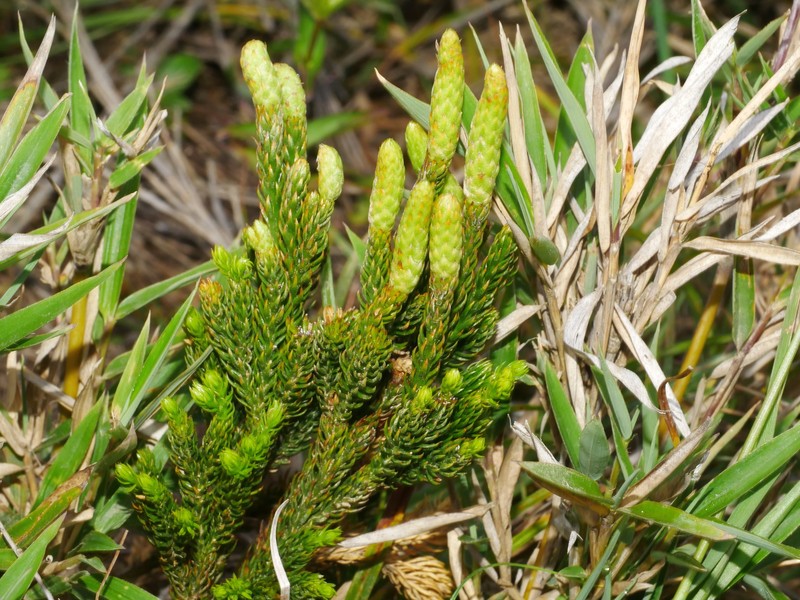 Lycopodium juniperoideum photo 5