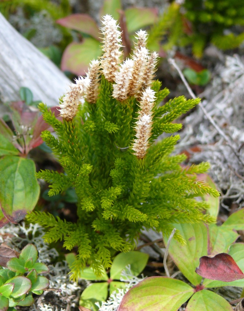Lycopodium juniperoideum photo 6