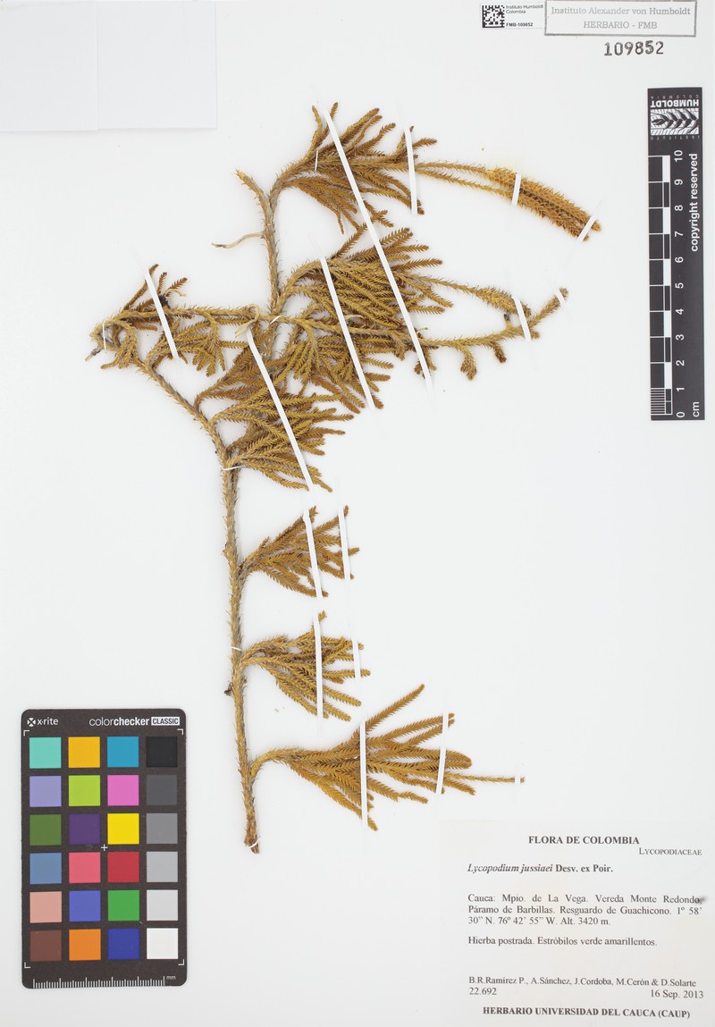 Lycopodium jussiaei photo 2