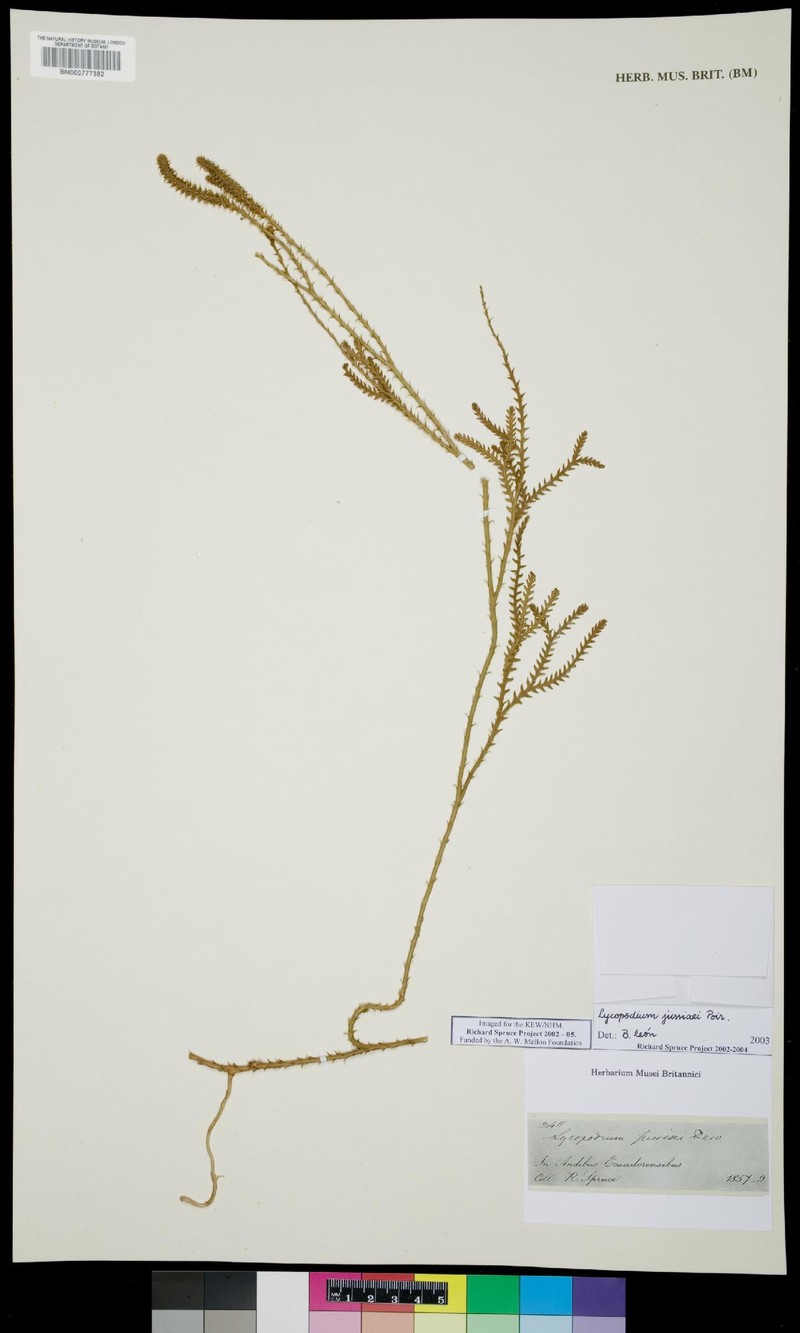 Lycopodium jussiaei photo 3