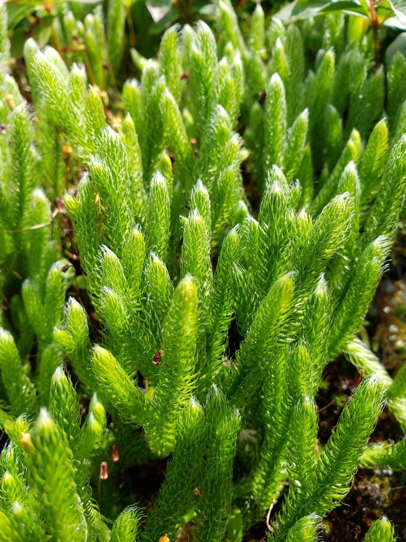 One-Cone Clubmoss