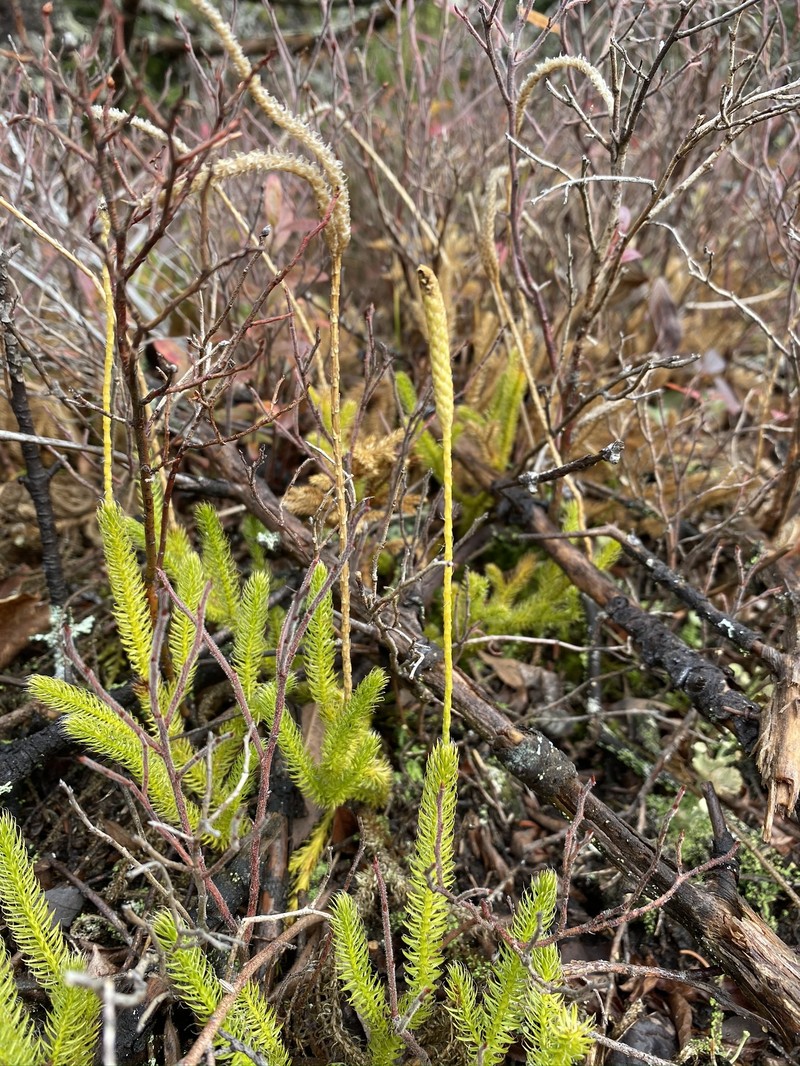 One-Cone Clubmoss photo 2
