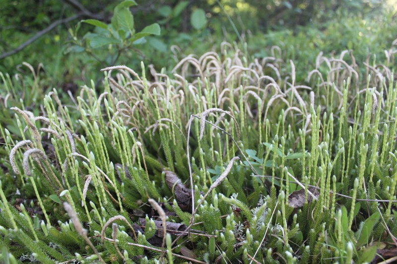 One-Cone Clubmoss photo 3