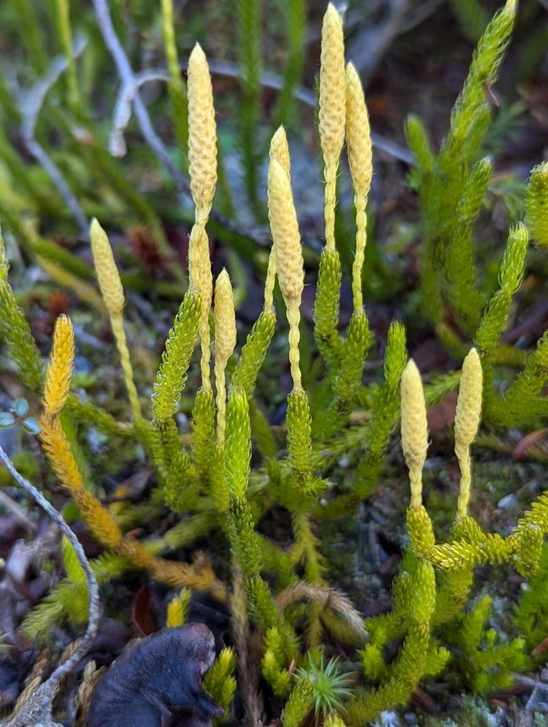 One-Cone Clubmoss photo 3