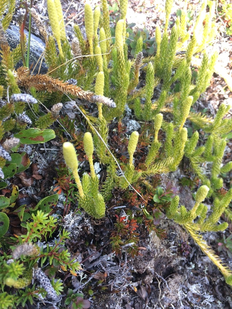 One-Cone Clubmoss photo 4