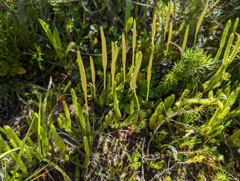 One-Cone Clubmoss photo 5