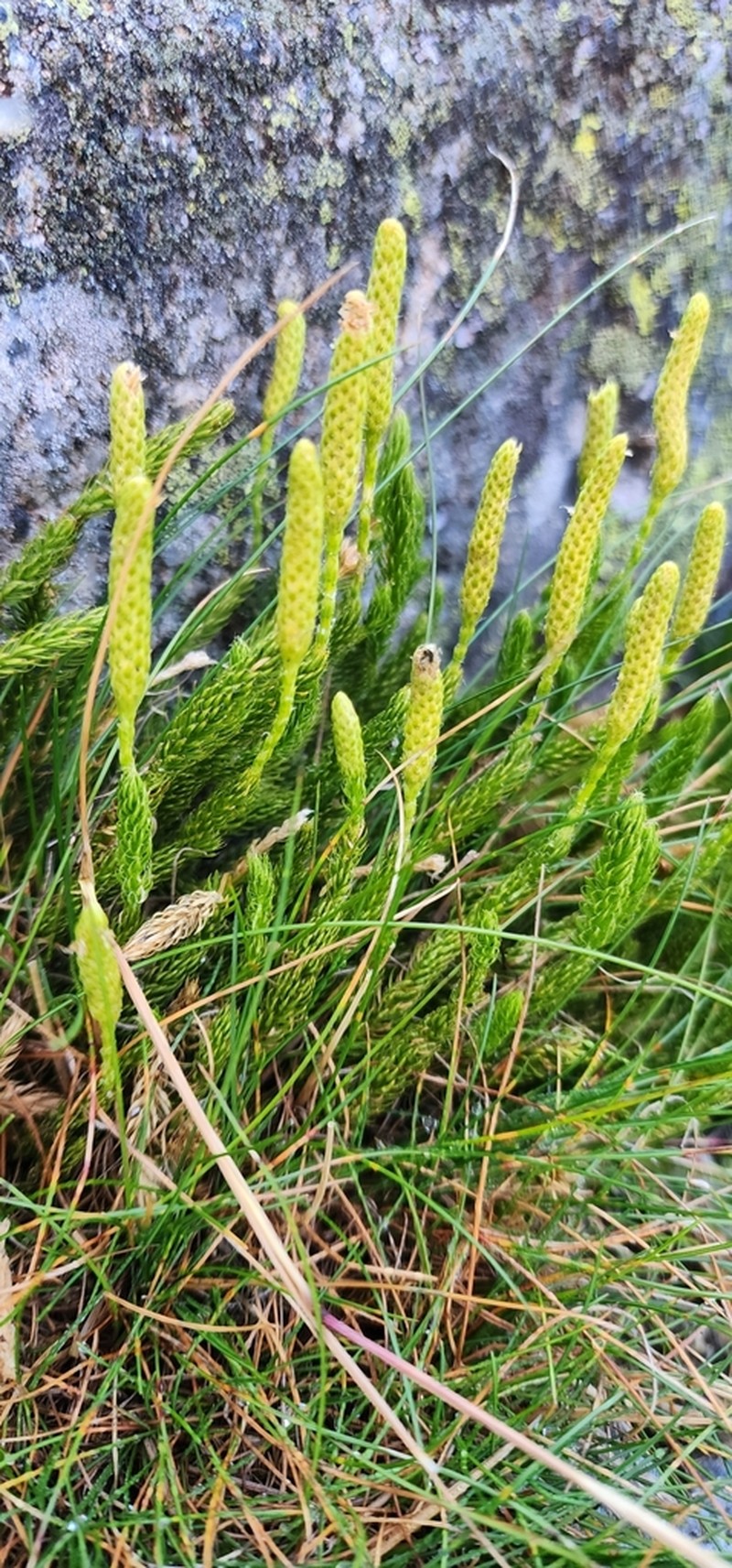 One-Cone Clubmoss photo 6