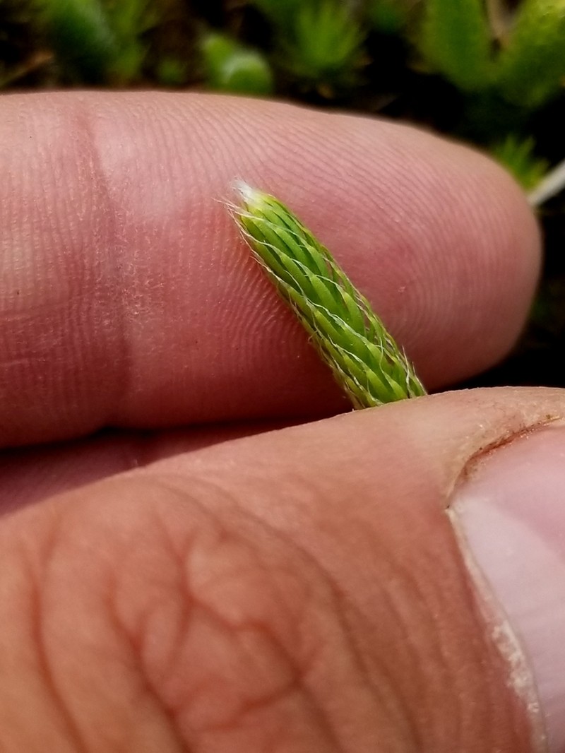 One-Cone Clubmoss photo 7