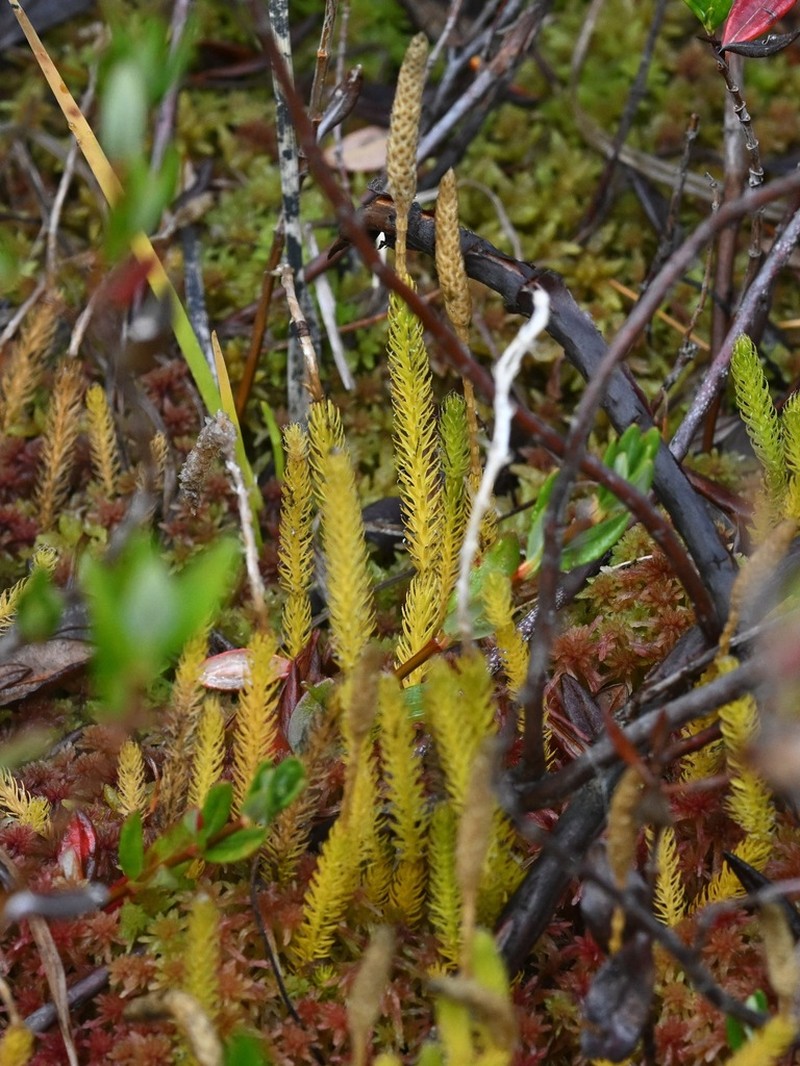 One-Cone Clubmoss photo 8
