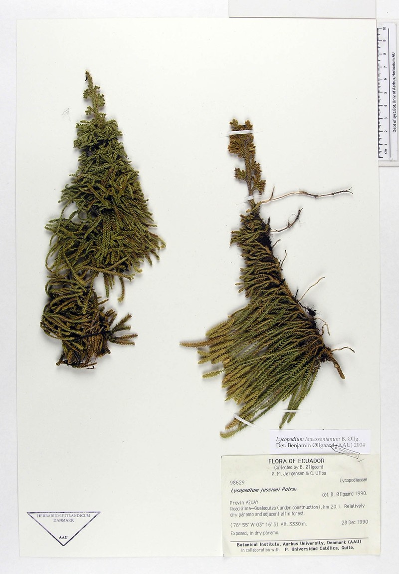 Lycopodium lawessonianum