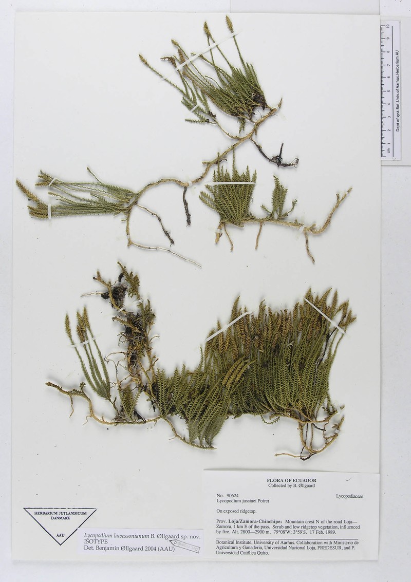 Lycopodium lawessonianum photo 2