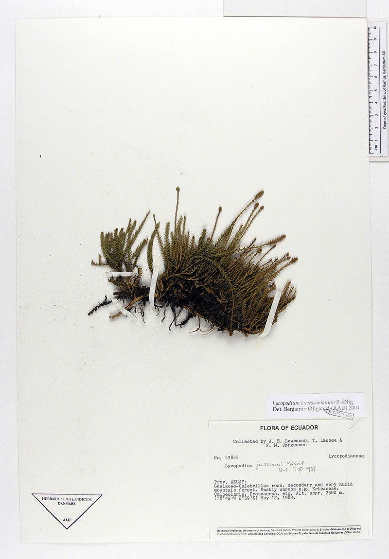 Lycopodium lawessonianum photo 3