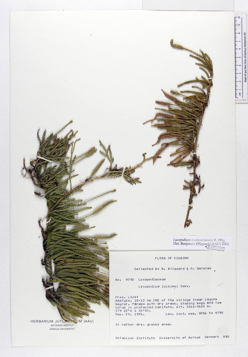 Lycopodium lawessonianum photo 4