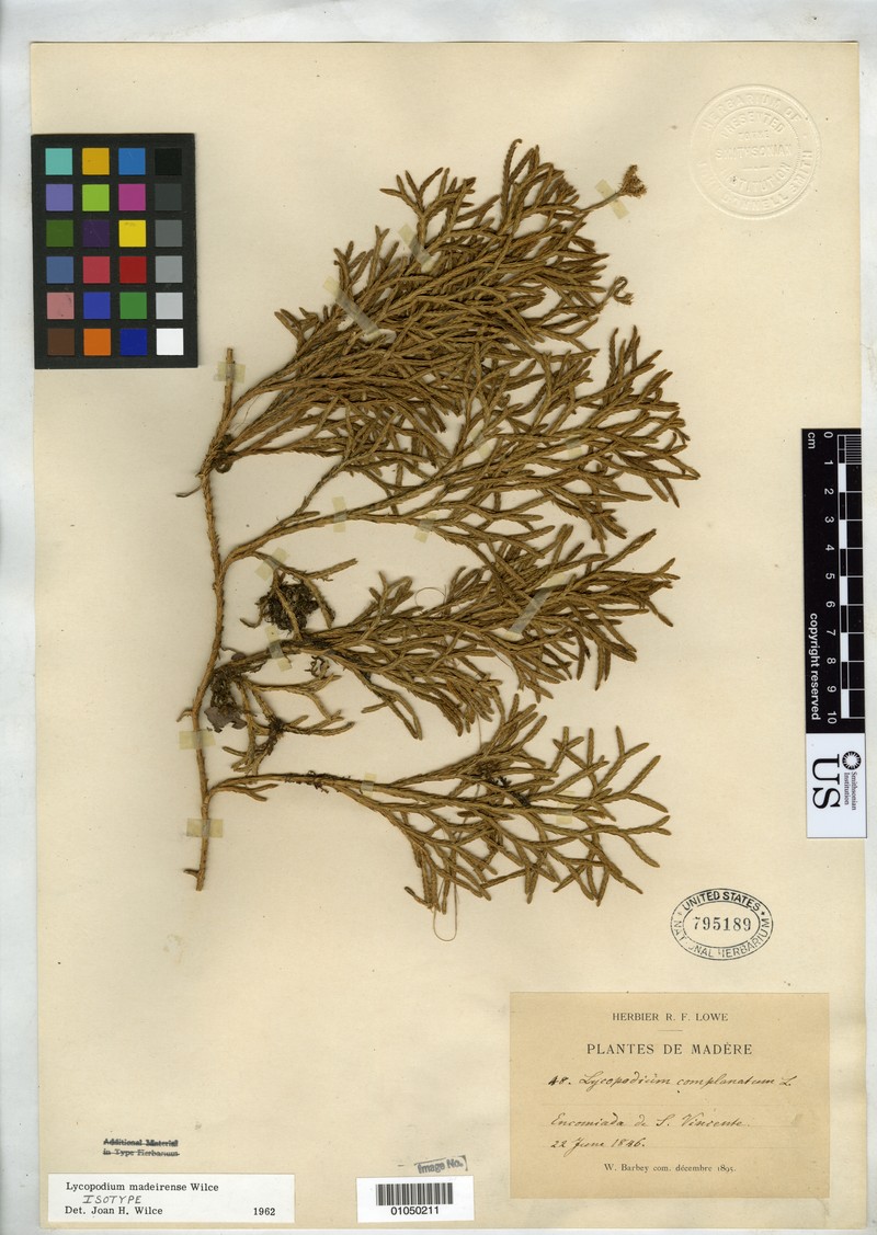 Lycopodium madeirense