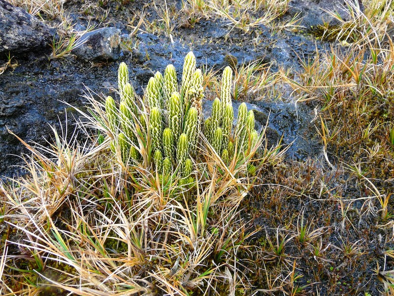 Lycopodium magellanicum