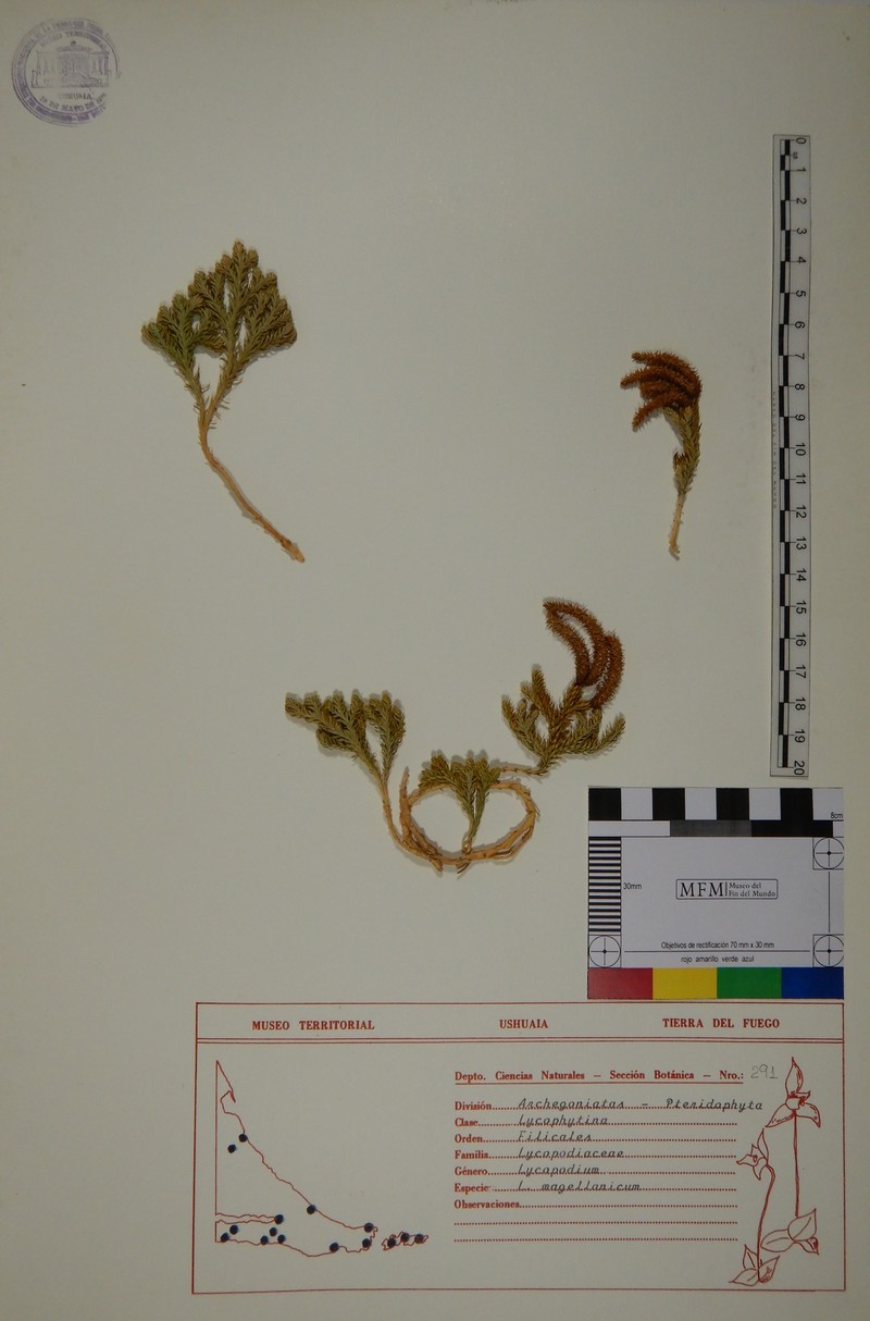 Lycopodium magellanicum photo 2