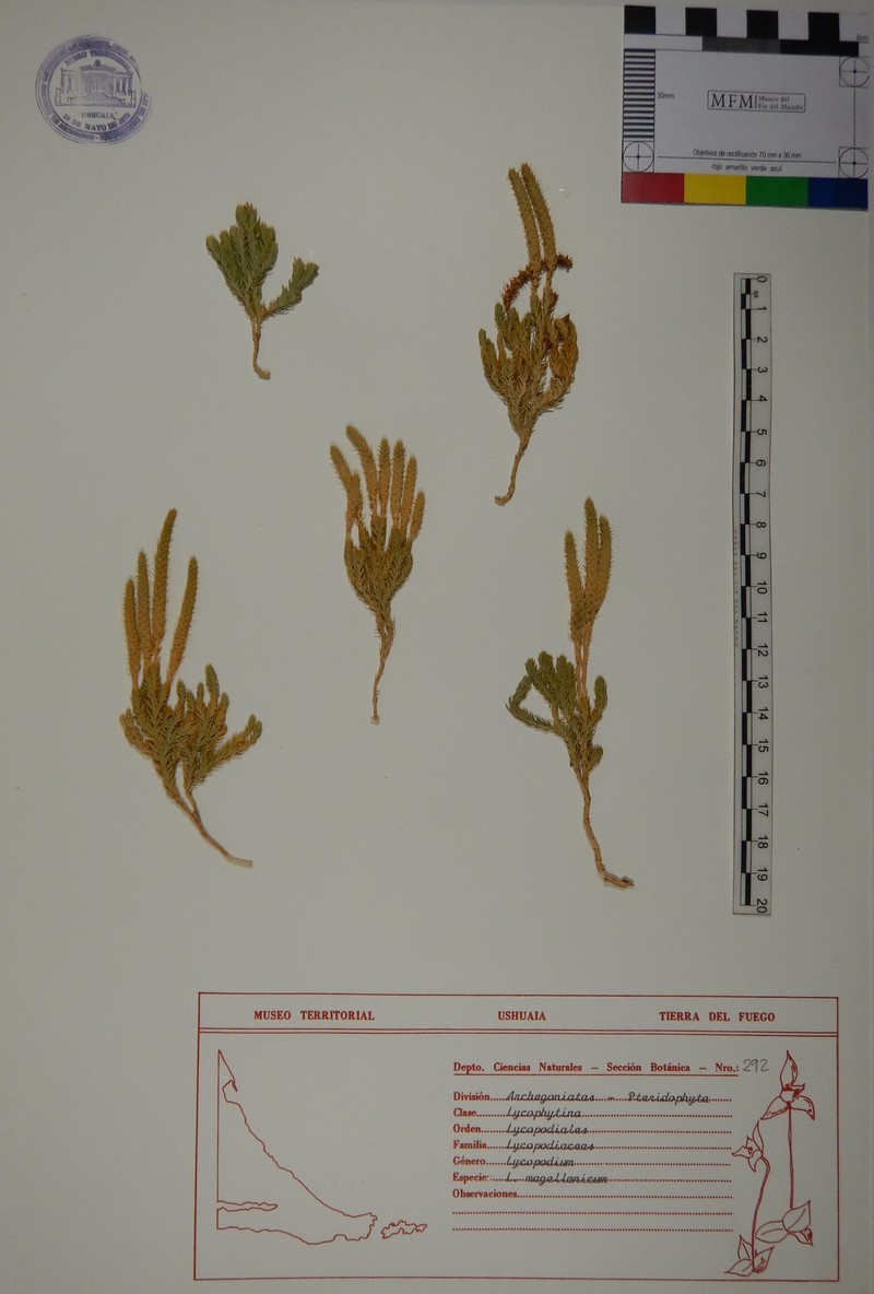 Lycopodium magellanicum photo 3
