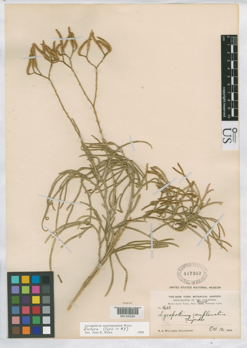 Lycopodium multispicatum