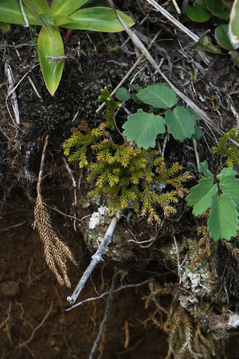 Lycopodium nikoense