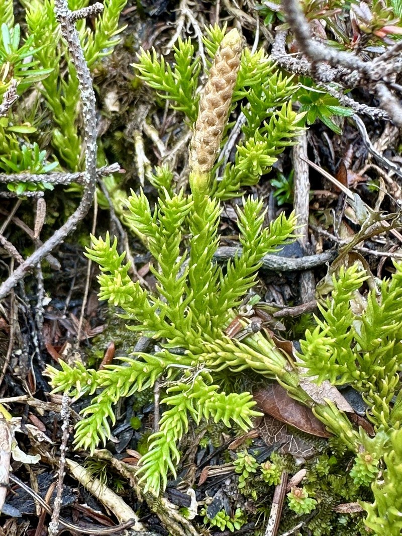 Lycopodium nikoense photo 2