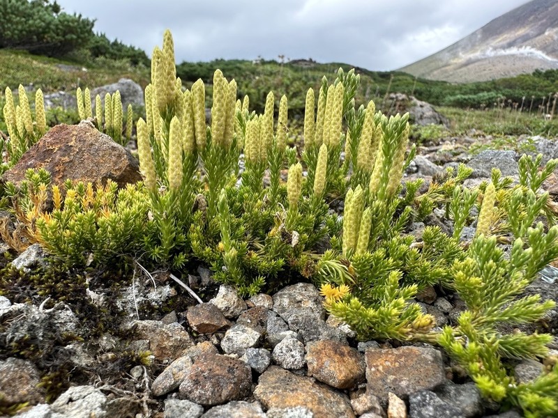 Lycopodium nikoense photo 3