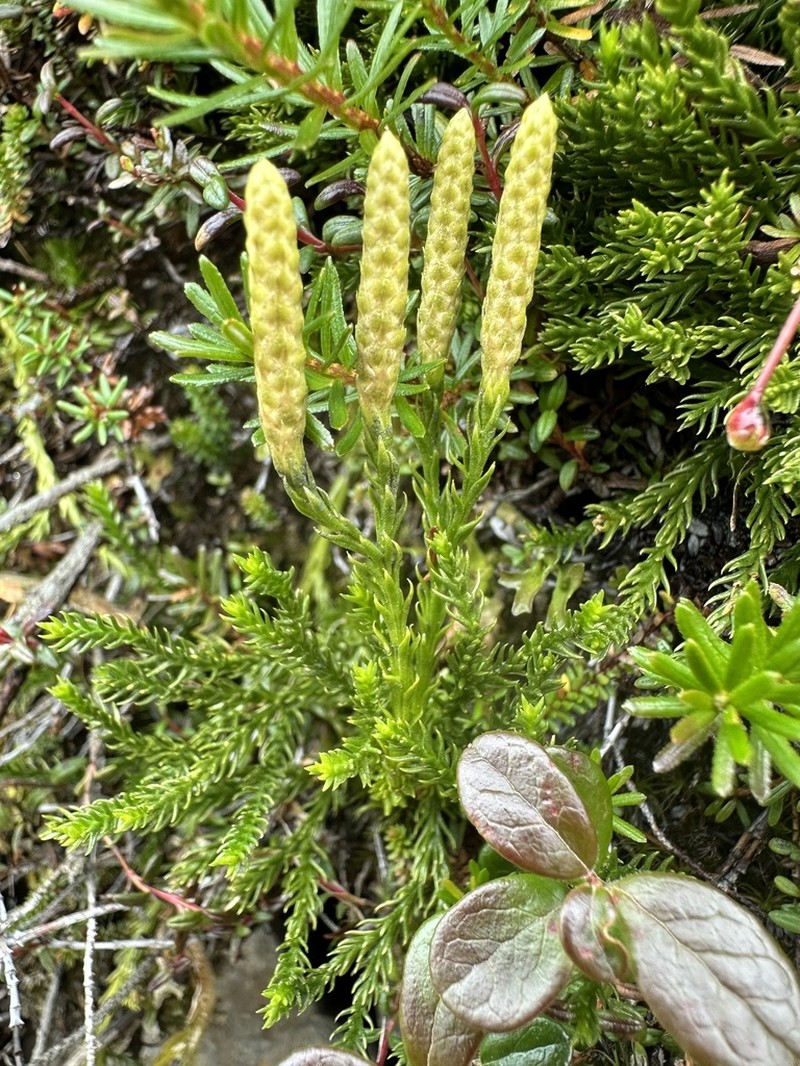 Lycopodium nikoense photo 4