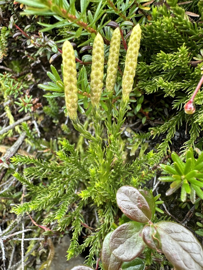 Lycopodium nikoense photo 5