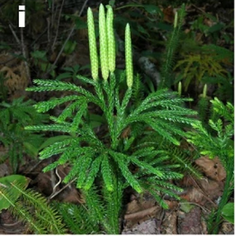 Rare Clubmoss photo 2