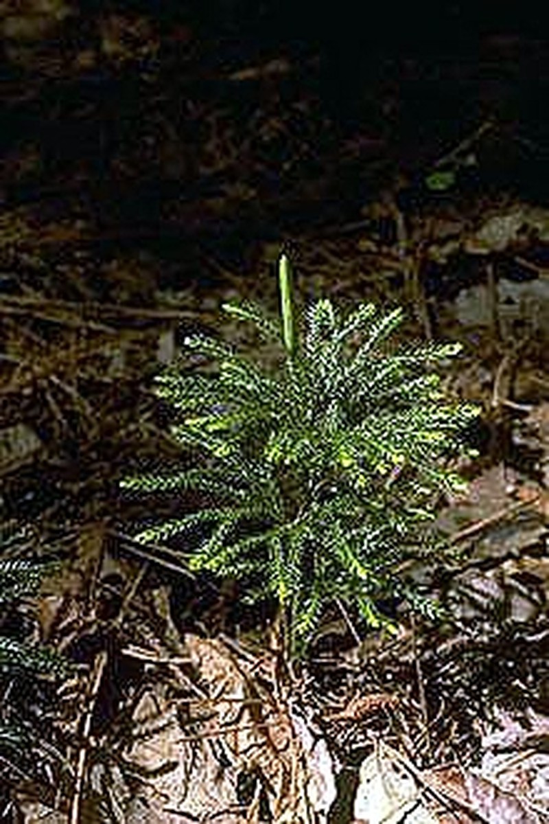 Rare Clubmoss photo 3