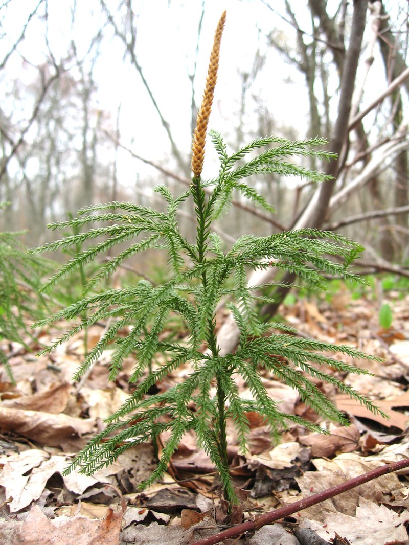 Rare Clubmoss
