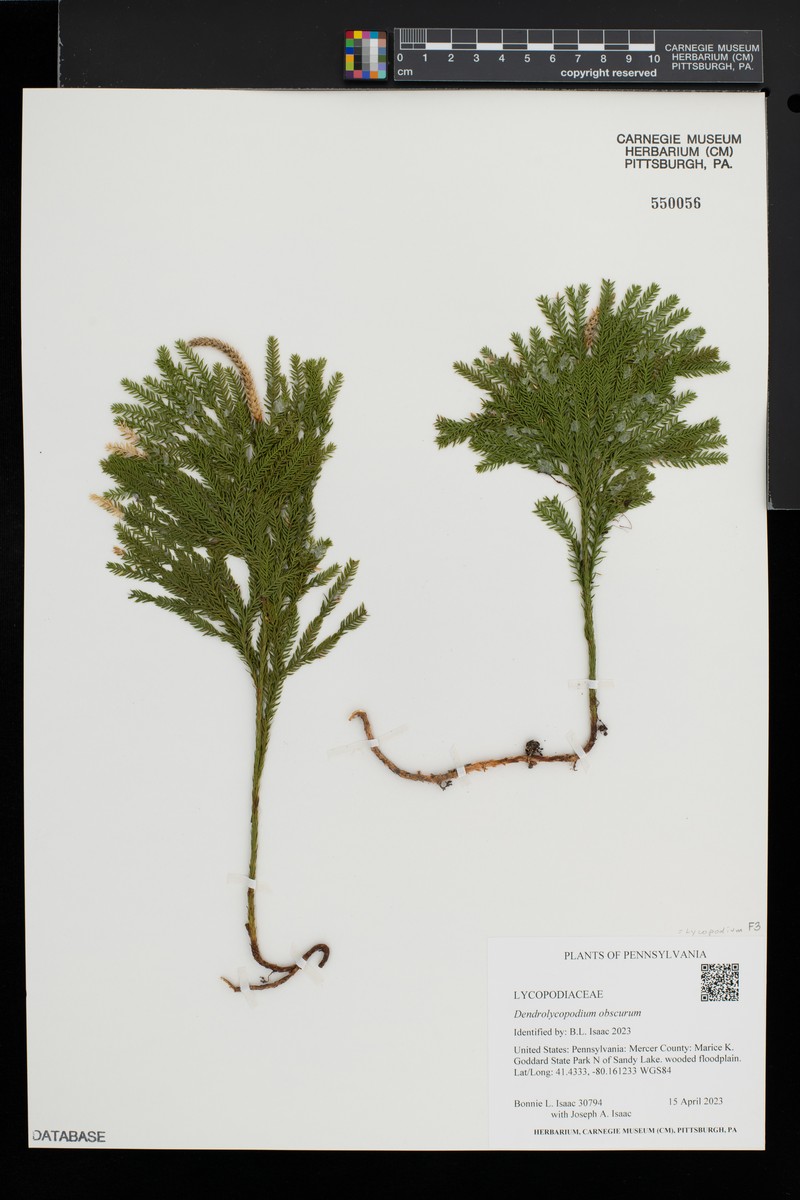 Rare Clubmoss photo 3