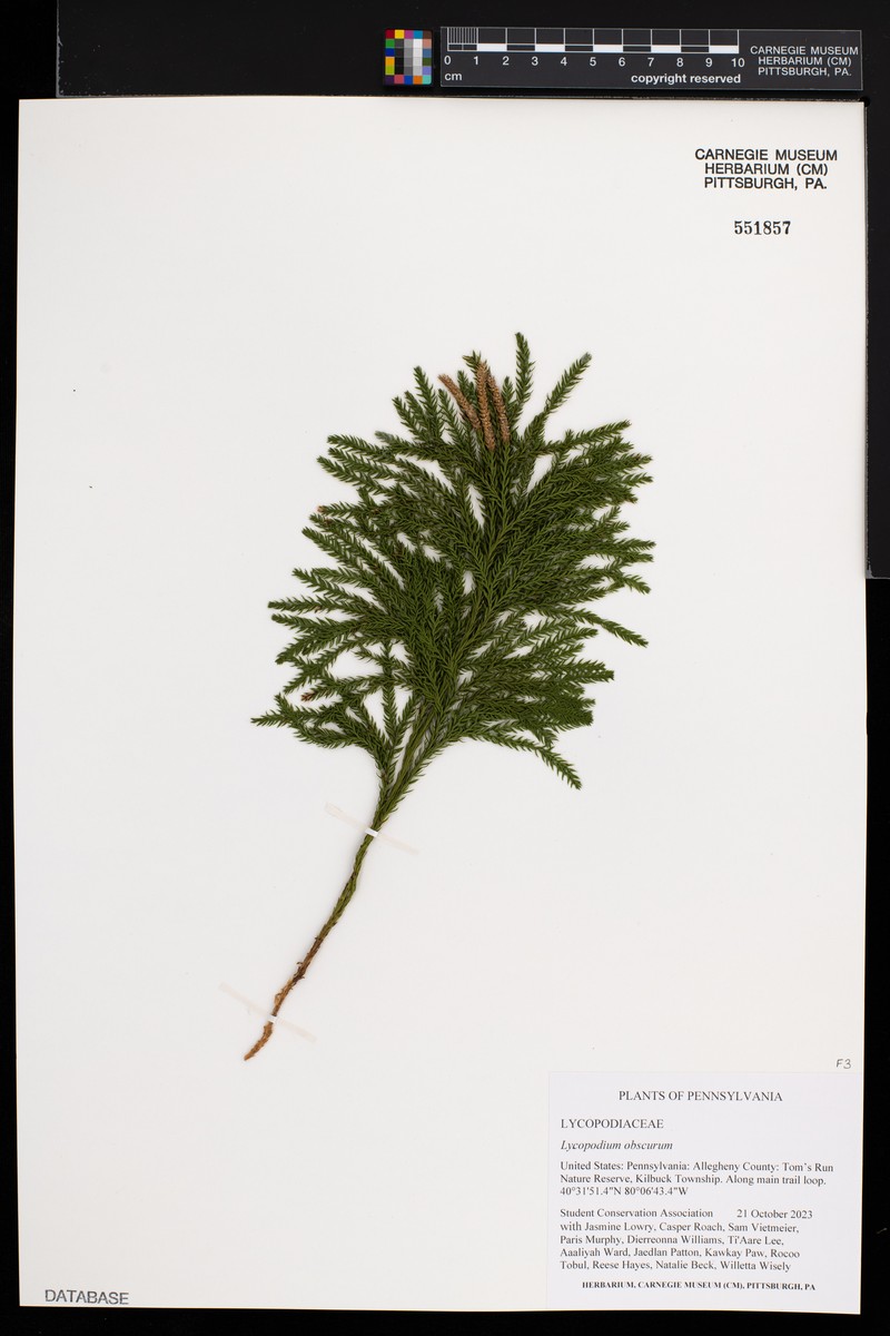 Rare Clubmoss photo 4