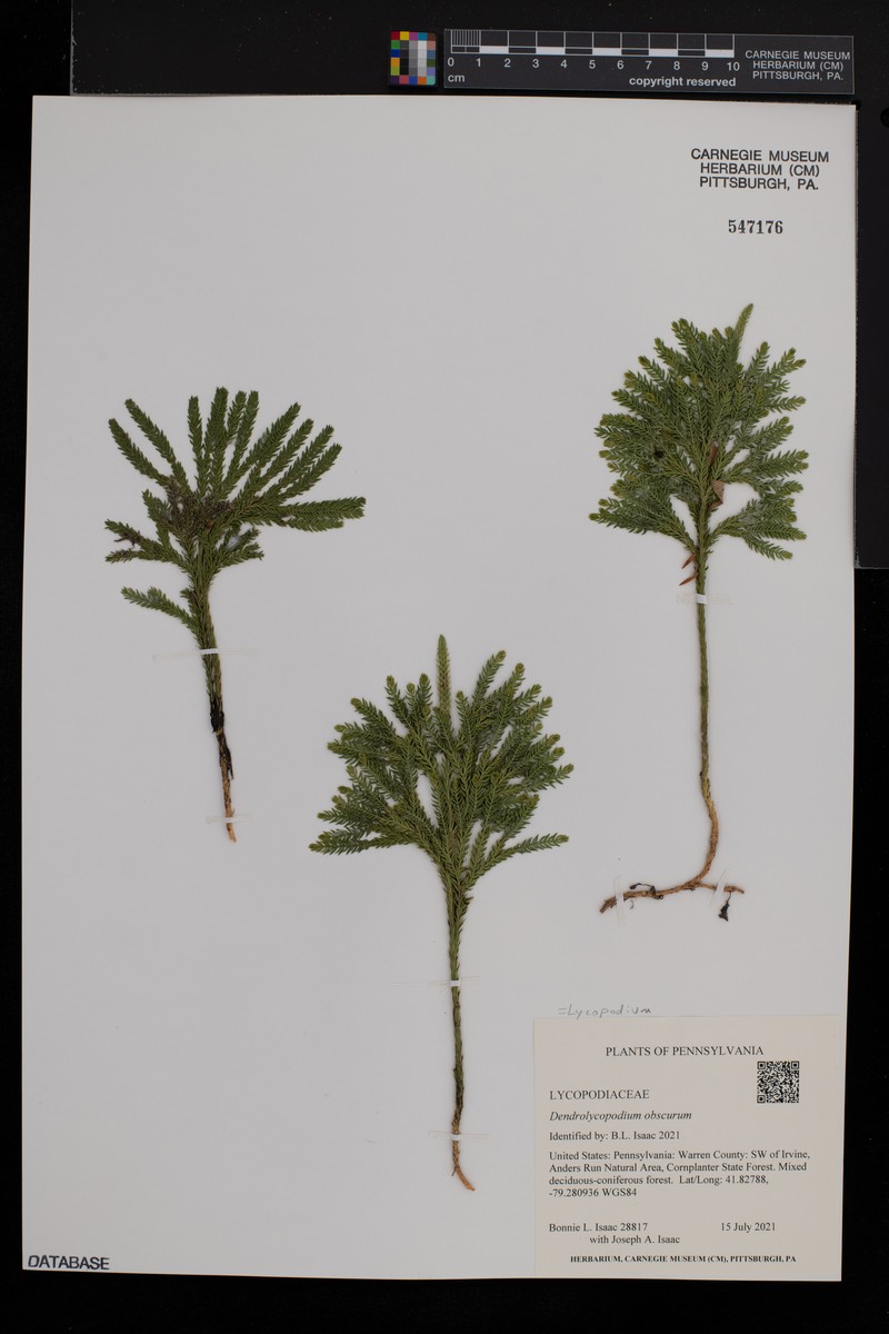 Rare Clubmoss photo 5