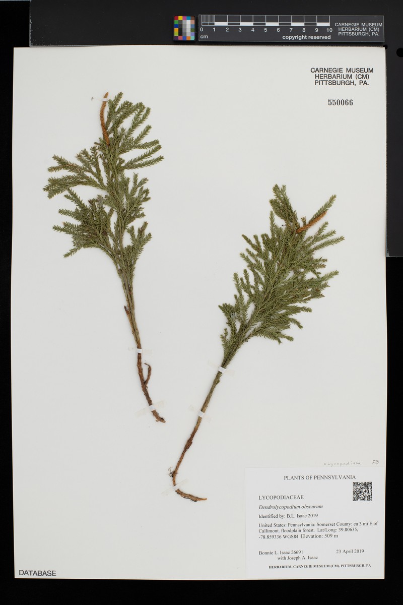 Rare Clubmoss photo 7