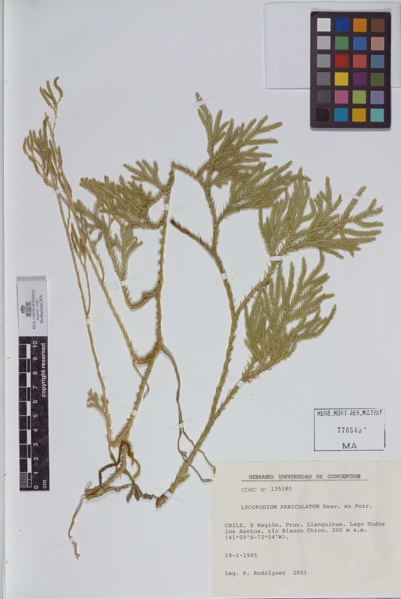 Lycopodium paniculatum photo 2