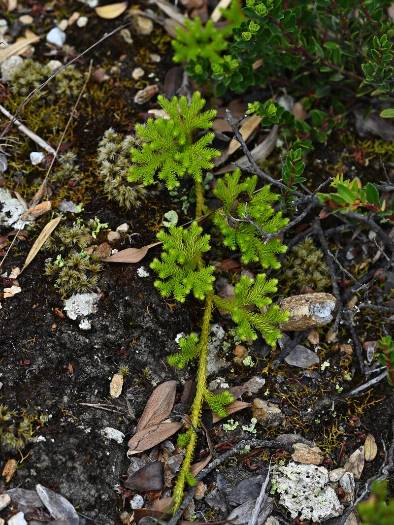Lycopodium paniculatum