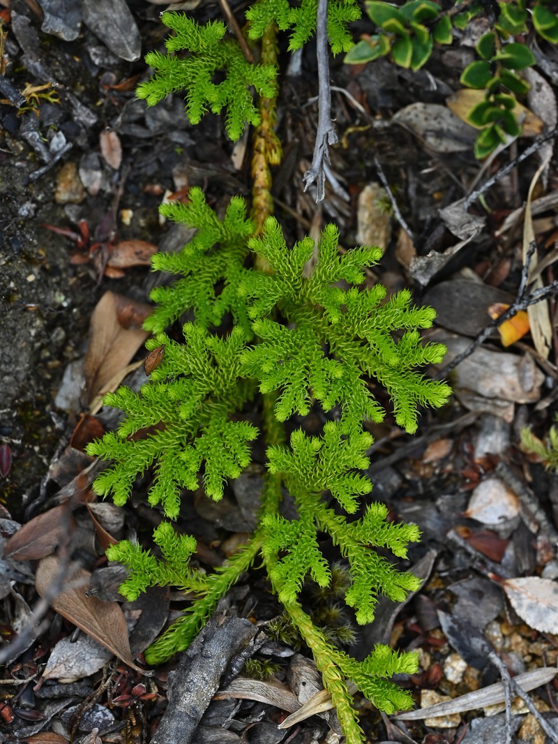 Lycopodium paniculatum photo 3