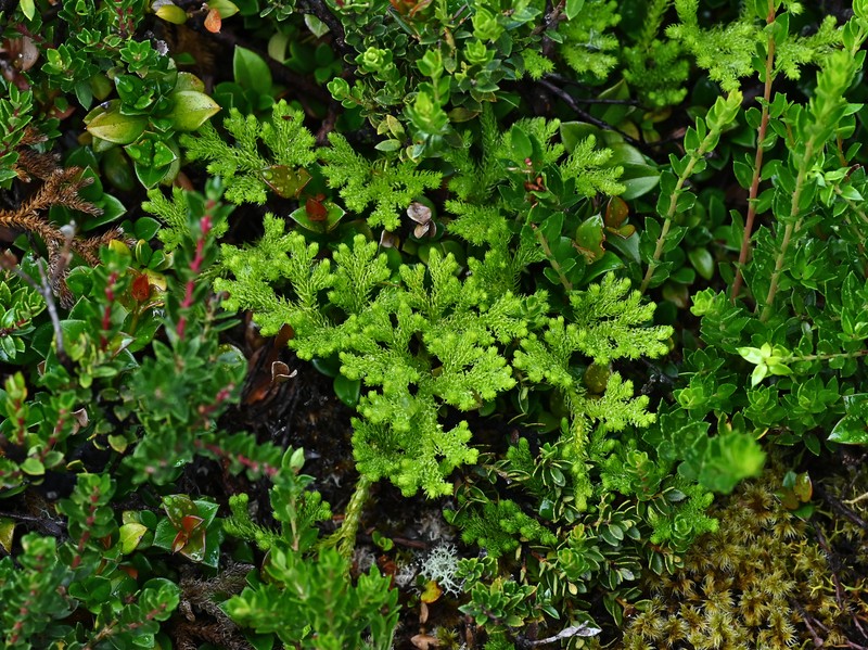 Lycopodium paniculatum photo 4
