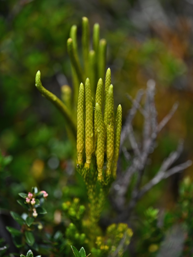 Lycopodium paniculatum photo 5