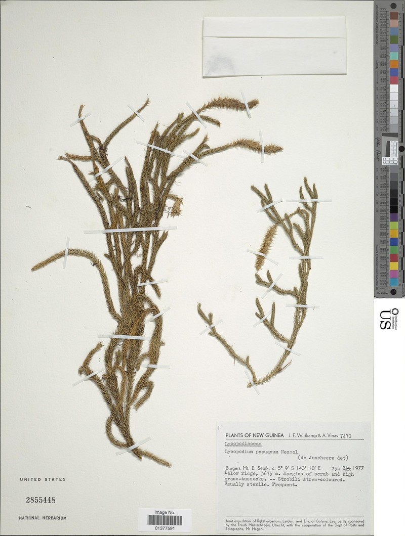 Lycopodium papuanum