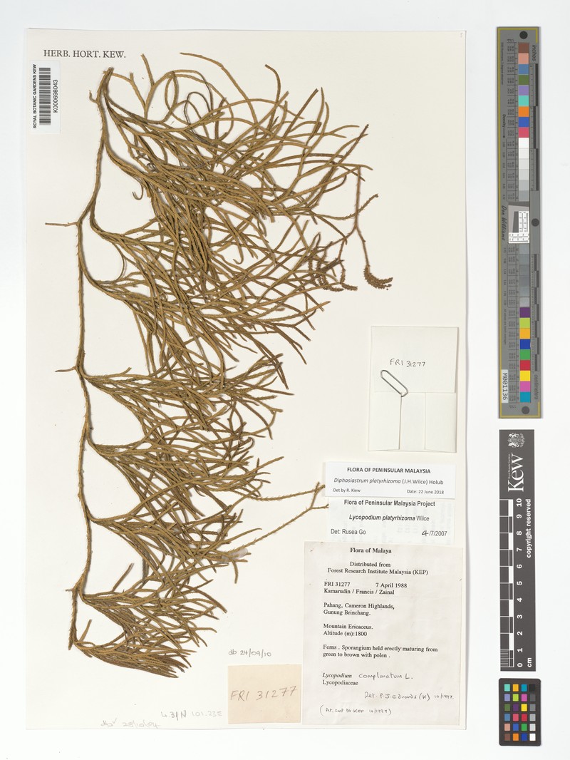 Lycopodium platyrhizoma photo 3